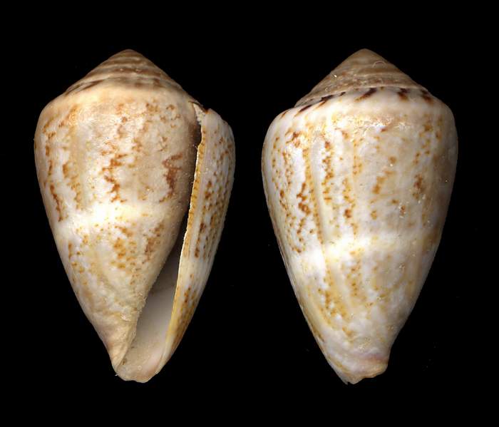 Conus mediterraneus